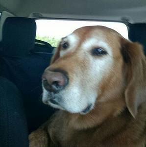 Meet your Posher, Deb